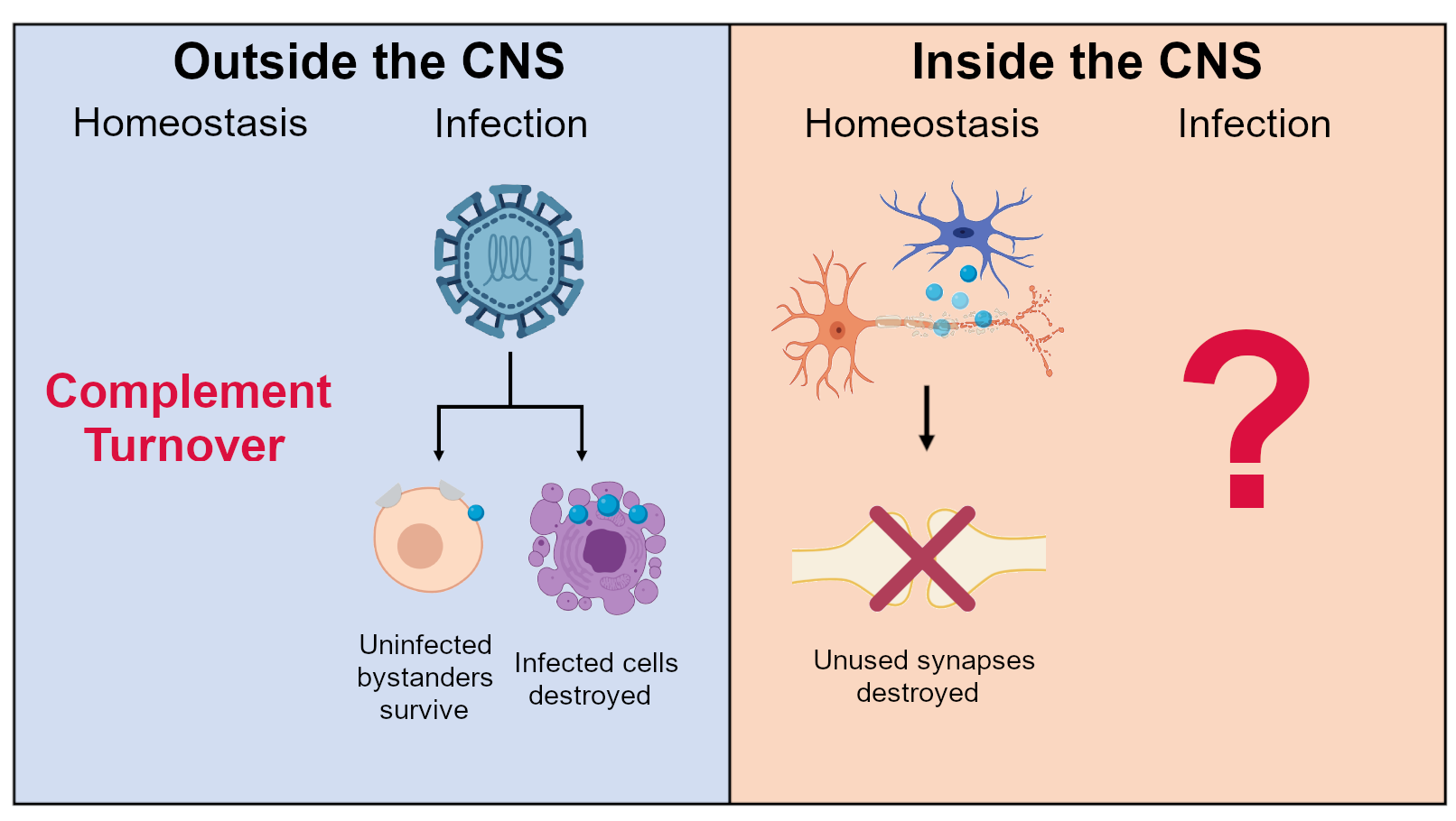 Two panels describing potential consequences of complement in homeostasis or infection, both in and outside the brain.